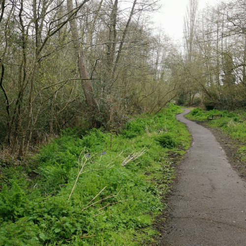 Before: Overgrown Water Hemlock close to the edge of Jubilee Path