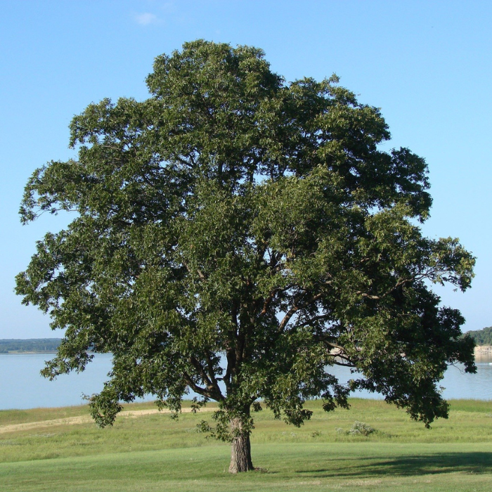 Trees at South Pond - Oak Tree