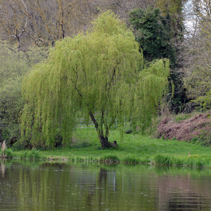 Trees at South Pond - Weeping Willow